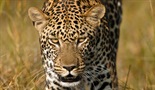 Nevjerojatni leopard