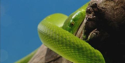 Lepota zmija
