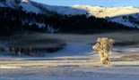 Divlji Yellowstone: Vučica