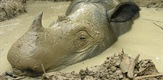Nigelova pustolovina s nosorozima