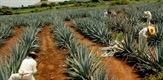 Tequila's History and Culture