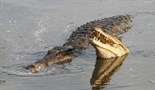 Mračna strana krokodila