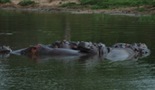 The Lost Hippos of Escobar