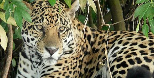 Čuvari prirode – Život s jaguarima