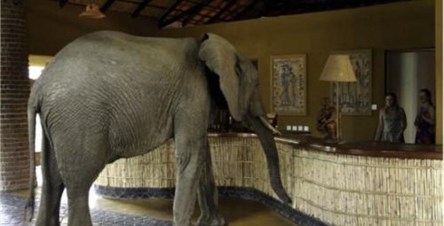 Slonovi u sobi