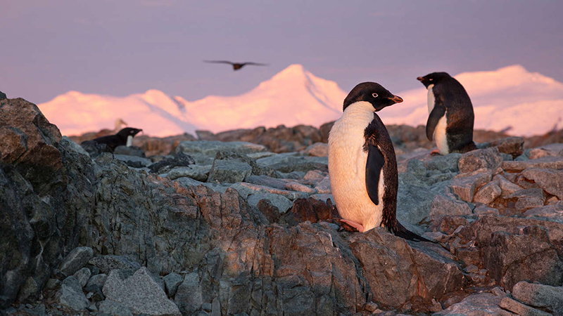 View the Internet Practical harassment Pingvini (Penguins) - Film - mojtv.net