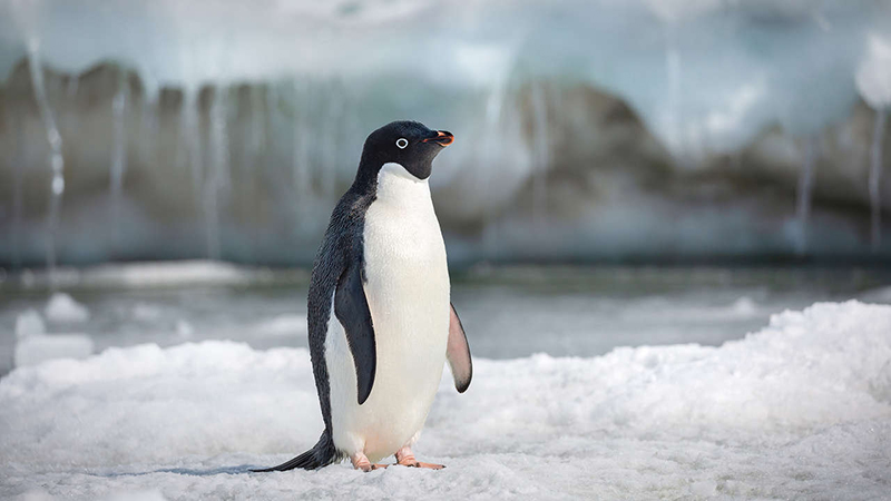 View the Internet Practical harassment Pingvini (Penguins) - Film - mojtv.net