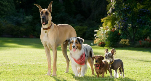 Moj ljubimac Marmaduke