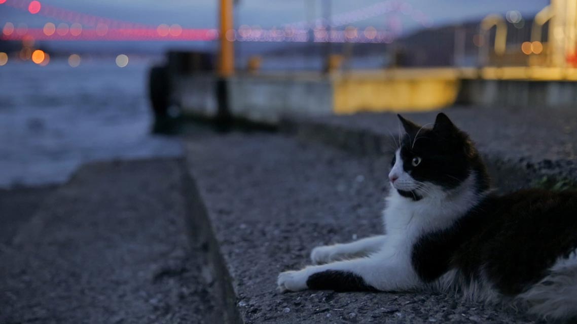 Kedi (Kedi, 2016) - Film