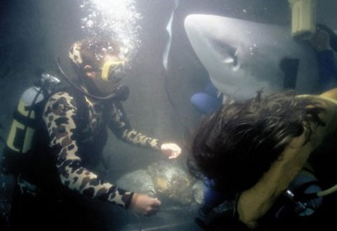 Нападения 2. Ныряльщики за жемчугом нападение акул. Последствия нападения акул.