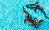Shark Week ponovno stiže na Discovery