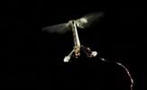 Harvard robotics je razvio najmanjeg letećeg robota, RoboBee ili robotske pčele
