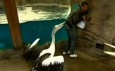 VIDEO: Pelikan izgrizao stražnjicu voditelja