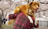 Predstavljen "Good Boy": horor iz pseće perspektive