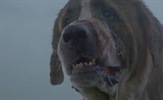 Remake i za horor "Cujo" Stephena Kinga