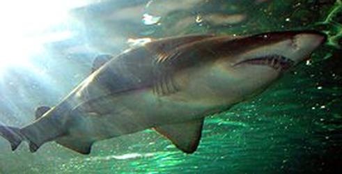 Shark Therapy