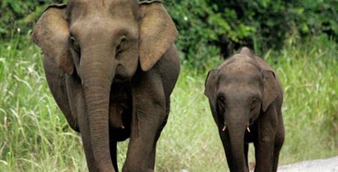 Patuljasti slonovi s Bornea