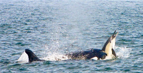 Mega Hunt: Killer Whales Of The Cape