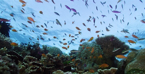 Veliki koraljni greben: živo blago