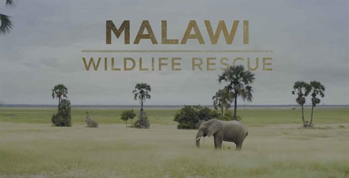 Reševanje divjih živali - Malavi