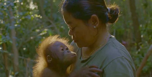 Kako postati orangutan