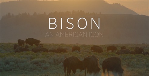Bizon - Ameriška ikona