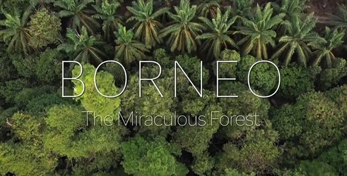 Borneo: Čudesna šuma