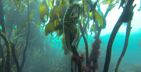 Force of the Sea