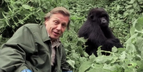 David Attenborough u novom filmu donosi intimnu priču o gorilama iz Ruande