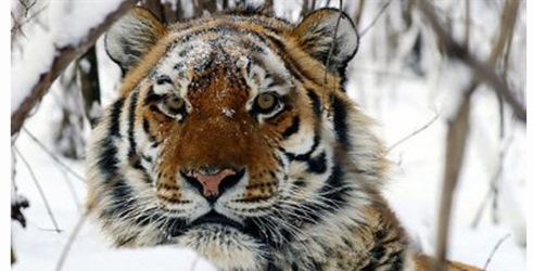 Operacija: snježni tigar