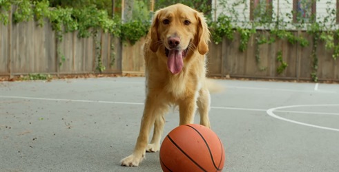 Prvi pogled na Air Bud Returns donosi emotivnu priču o novim počecima