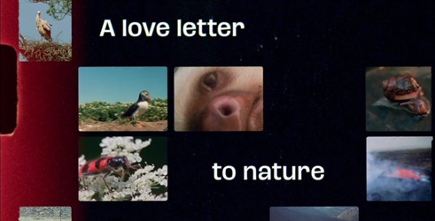 Super Nature prikazuje prirodu kroz zrnatu ljepotu Super 8 formata
