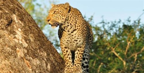 Borilački klub leoparda