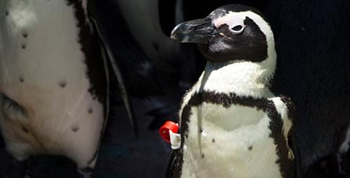 Veliko spašavanje pingvina