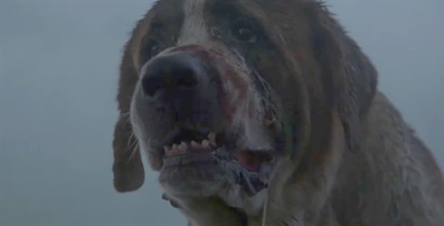 Remake i za horor Cujo Stephena Kinga