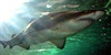 Shark Therapy