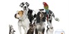 Dogs/Cats/Pets 