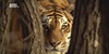 Amba, sibirski tigar