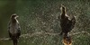 Invisible Wildlife Photographer