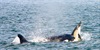 Mega Hunt: Killer Whales Of The Cape