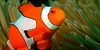 Fish Life