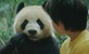 Moon: Veliki panda