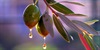 Olive Tree: The gift of the Goddess