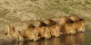 Lions of Sabi Sand