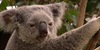 Australija – putovanje kroz evoluciju