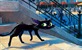 Pixar najavio "Gatto", priču o crnom mačku iz Venecije i posve novu slikarsku animaciju