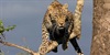 3D Safari