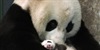 Pandamonij