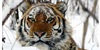 Operacija: snježni tigar