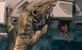 Nova era dinosaura: "Jurski svijet - Preporod" zaradio 318 milijuna dolara u prvom vikendu!